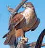 Profile picture for user administrator