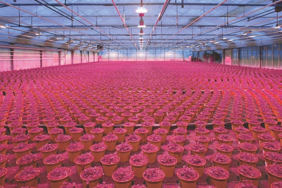 OSLON Optimal Red LED应用图片.jpg